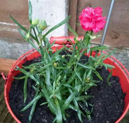 如何种植石竹花（怎样种植石竹花）