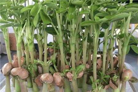 花生盆栽如何种植（花生花盆种植）