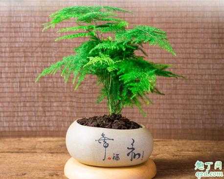 唐山云竹如何大量繁殖（唐山云竹什么时候换盆）