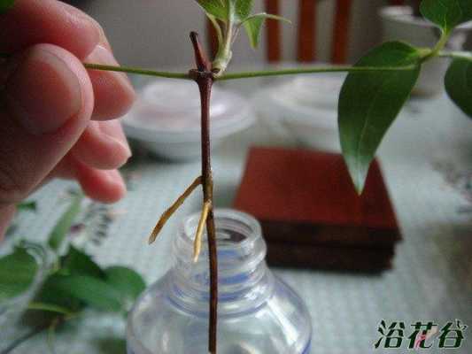 铁线莲是如何繁殖（铁线莲如何繁殖和扦插）