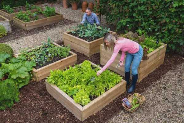 如何改善花园土种菜（花园怎么改良土壤）