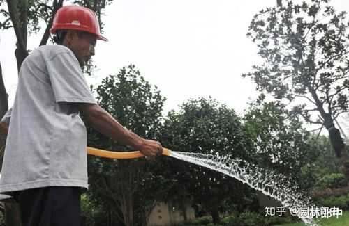 移植树如何浇水（移植树多长时间浇水）