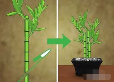 竹子如何培植（竹子如何培植视频）