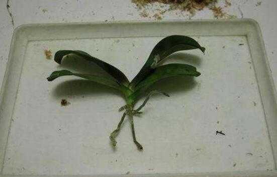 蝴蝶兰的小苗如何移植（蝴蝶兰如何移植成活率比较高）