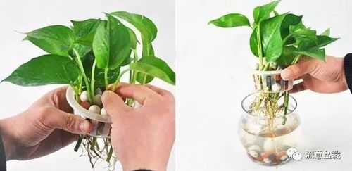 如何在水里种植绿萝（怎么在水里种绿萝）