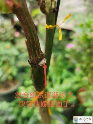 嫁接的月季如何繁殖（嫁接的月季可以活多久）