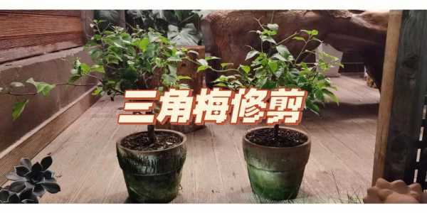 三角梅如何修枝（三角梅如何修枝和修枝时间）-图1