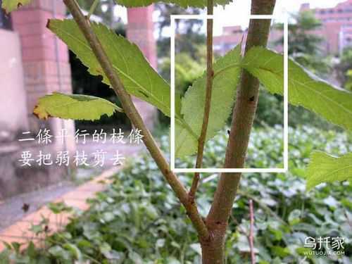 三角梅如何修枝（三角梅如何修枝和修枝时间）-图3