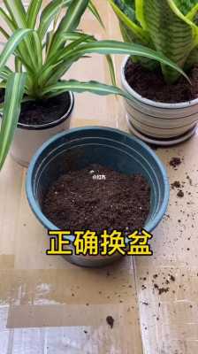 如何给植物换盆（如何给植物换盆换土）