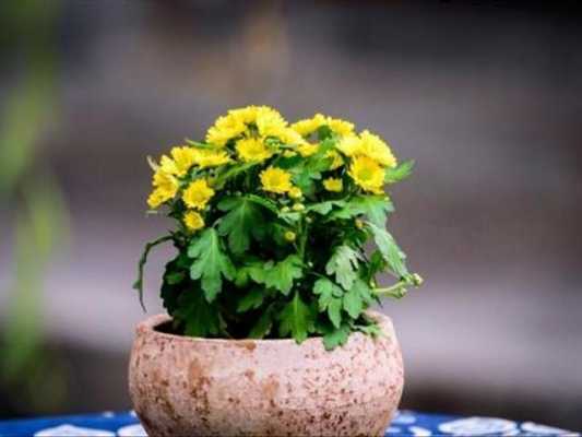 菊花如何让它不开花（菊花如何让它不开花结果）