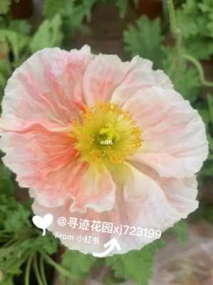虞美人如何养护（虞美人怎样养护）