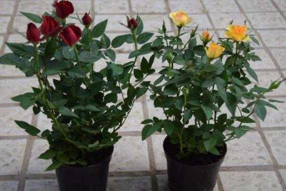 小玫瑰盆栽如何养殖方法（盆栽小玫瑰的养殖方法和注意事项）