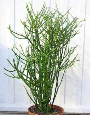花卉光棍树如何培育（植物光棍树怎么养）