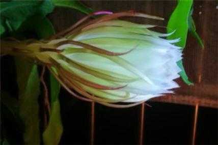 如何在昙花（昙花怎么用）