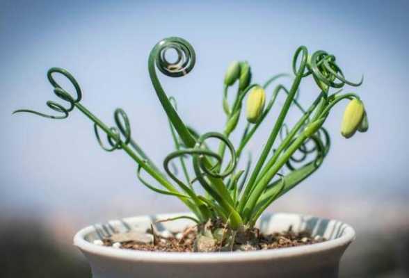 弹簧草如何种植（弹簧草怎么种植）