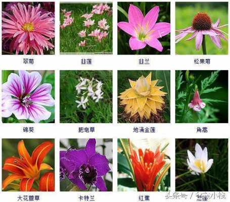 如何表现八种花卉（各种花怎样形容）