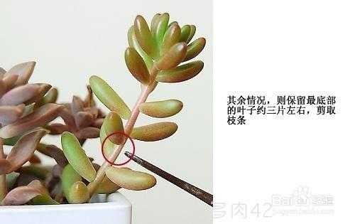 多肉如何剪根（多肉植物剪枝怎么生根）