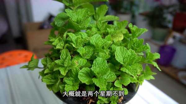 皱叶薄荷如何养（皱叶薄荷如何养护和浇水）