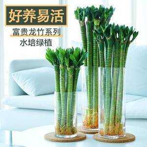 莲花竹在水里如何养殖(莲花竹用什么水)-图2 莲花竹在水里如何养殖(莲花竹用什么水)-图2