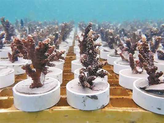 珊瑚如何种植（珊瑚如何种植方法）