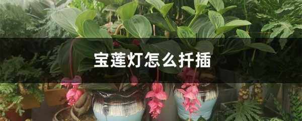 如何扦插宝莲灯（如何扦插宝莲灯植物）