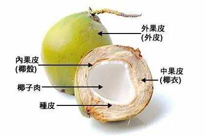 椰子的种子如何繁殖（椰子如何繁衍）