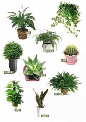 如何养室内植物（室内植物如何保养）