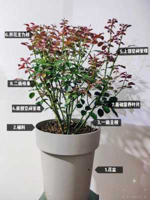 盆栽月季夏天如何养护（盆栽月季怎样过夏）