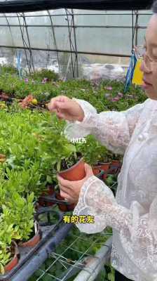 如何修剪蓝目菊（如何修剪蓝目菊盆栽）