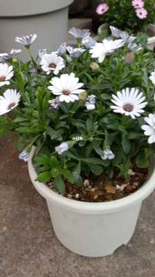 如何修剪蓝目菊(如何修剪蓝目菊盆栽)-图2 如何修剪蓝目菊(如何修剪蓝目菊盆栽)-图2