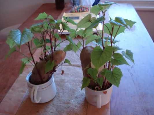 如何种植白薯样子当盆景（白薯种植方法）
