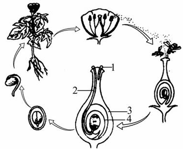 种子如何变成花（种子如何变成植物）