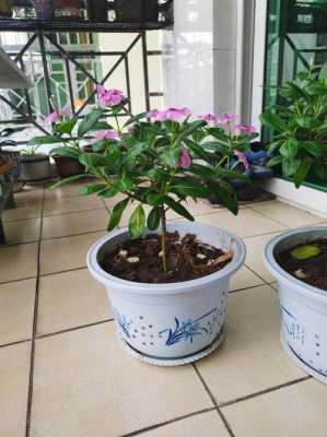 长春花如何养(长春花如何养护)-图3 长春花如何养(长春花如何养护)-图3