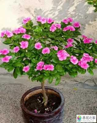 长春花如何养(长春花如何养护)-图2 长春花如何养(长春花如何养护)-图2