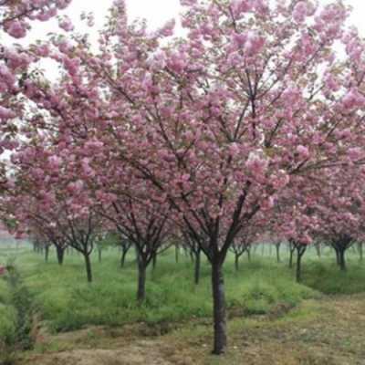 樱花在北京种植如何浇水（北京樱花树苗哪里有卖）