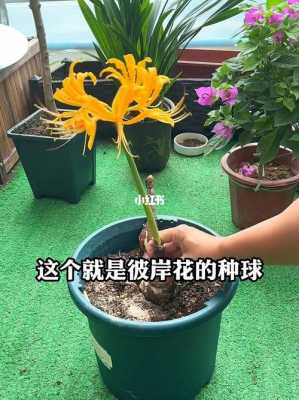 如何种植彼岸花(如何种植彼岸花种球)-图2 如何种植彼岸花(如何种植彼岸花种球)-图2