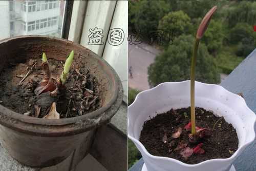 如何种植彼岸花(如何种植彼岸花种球)-图3 如何种植彼岸花(如何种植彼岸花种球)-图3
