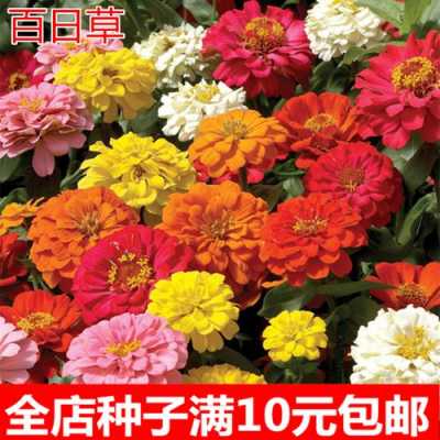 如何种百日草花（如何种百日草花苗）