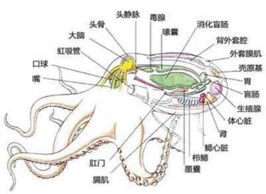 如何繁殖的（章鱼如何繁殖的）-图2