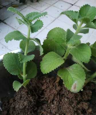 到手香如何种植（到手香种植方法）