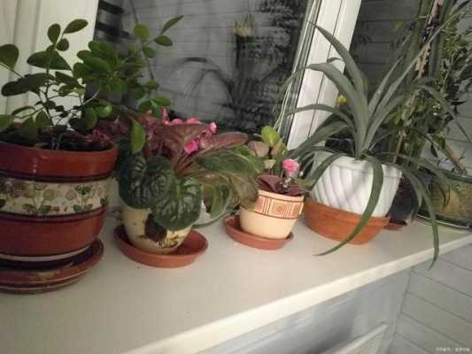 家里的花卉植物如何过冬（家里的花卉植物如何过冬呢）