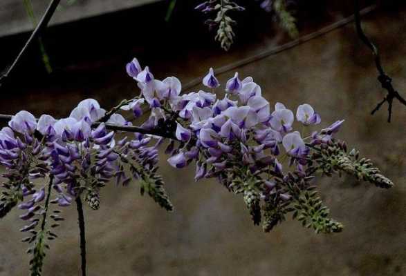 紫藤如何繁殖（紫藤的繁殖方法有哪些）