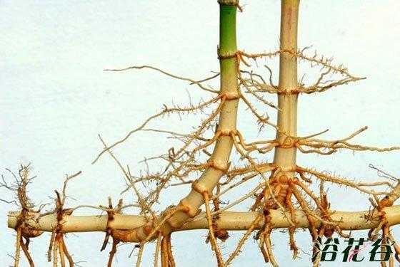 竹子根如何栽种（竹子根如何栽种视频）