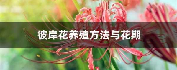 如何养彼岸花(怎样养好彼岸花)-图3 如何养彼岸花(怎样养好彼岸花)-图3