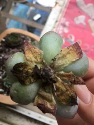 多肉枯萎发黄如何补救的简单介绍