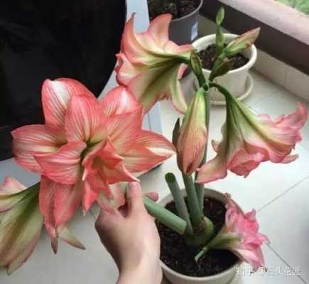 孤挺花如何养（孤挺花怎么种）