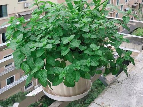 薄荷如何养殖的粗壮（薄荷这么养殖）