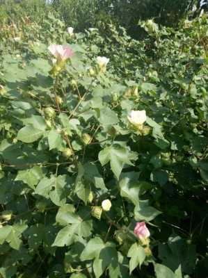 没花房花如何过冬（没有子房的花）