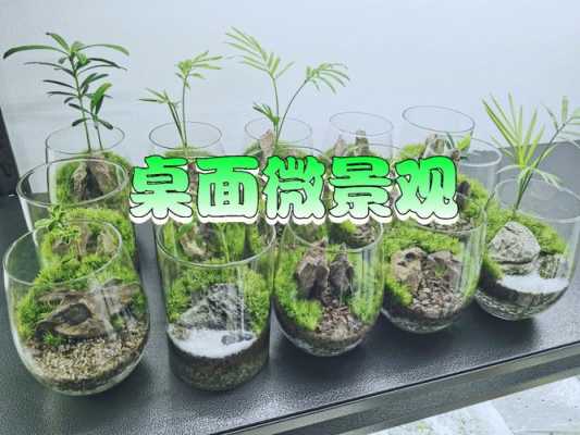 如何养植苔藓（如何养苔藓植物）