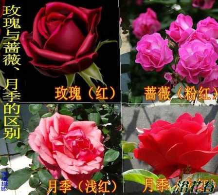 如何区别蔷薇和月季（蔷薇和月季是一个品种吗）